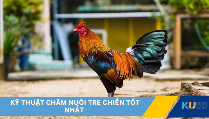Kỹ thuật chăm nuôi tre chiến tốt nhất 