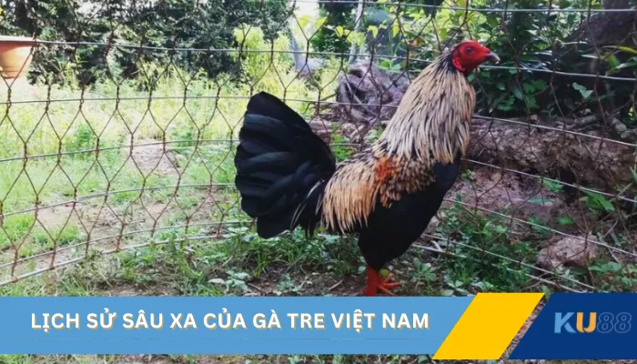 Lịch sử sâu xa của gà tre Việt Nam 