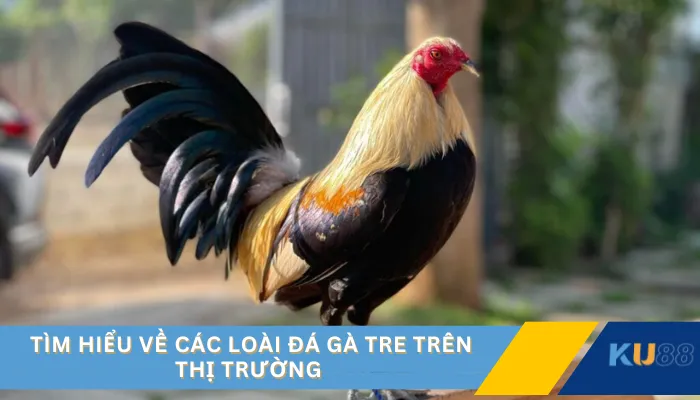 Tìm hiểu về các loài đá gà tre trên thị trường 